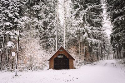 Log cabin in woods