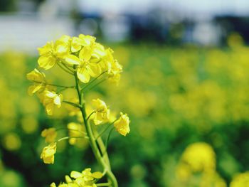 Close-up of yellow flowers blooming in field