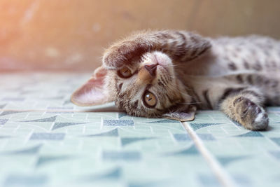 Close-up of kitten relaxing on bed