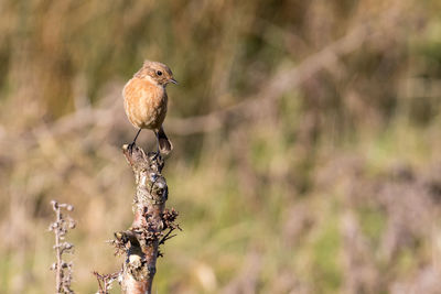 European stonechat perching on plant