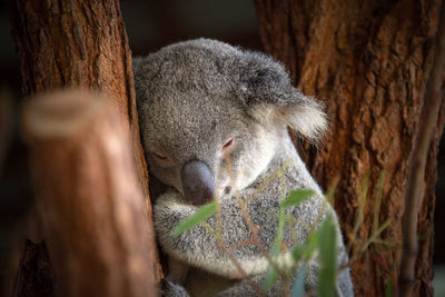Close-up of koala sleeping
