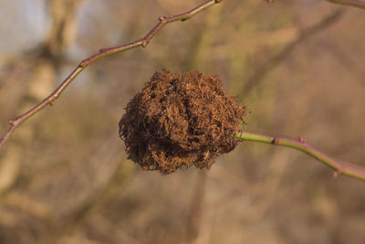 Close-up of dried plant against blurred background