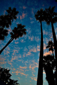 Low angle view of silhouette palm trees against sky