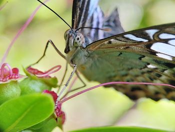 Close-up of butterfly pollinating on flower