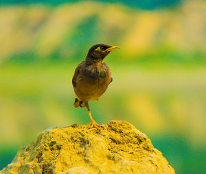 Close-up of bird perching on rock