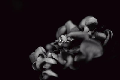 Close-up of hand holding flower over black background