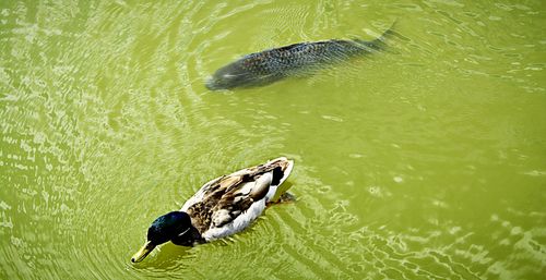 High angle view of duck swimming in lake