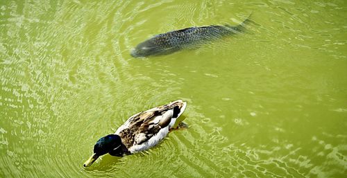 High angle view of duck swimming in lake