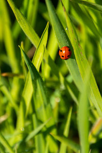Close-up of ladybug on grass