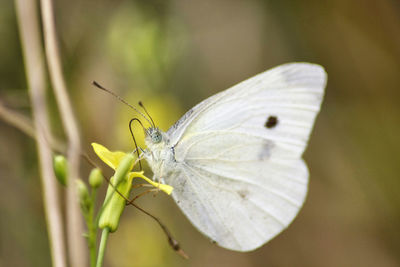 Close-up of butterfly on leaf