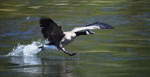 Close-up of eagle flying over lake