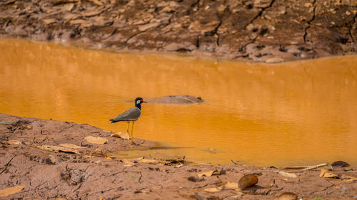 View of bird perching on rock