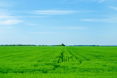 Scenic view of agricultural field against sky