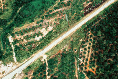 High angle view of trees on field