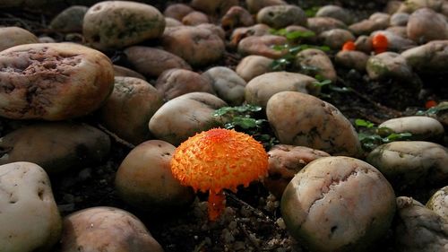 High angle view of orange mushroom by stones on field