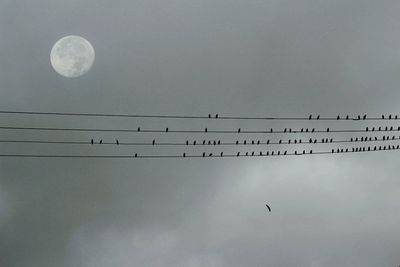 Low angle view of birds perching on cable