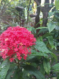 Close-up of pink flowers blooming on tree