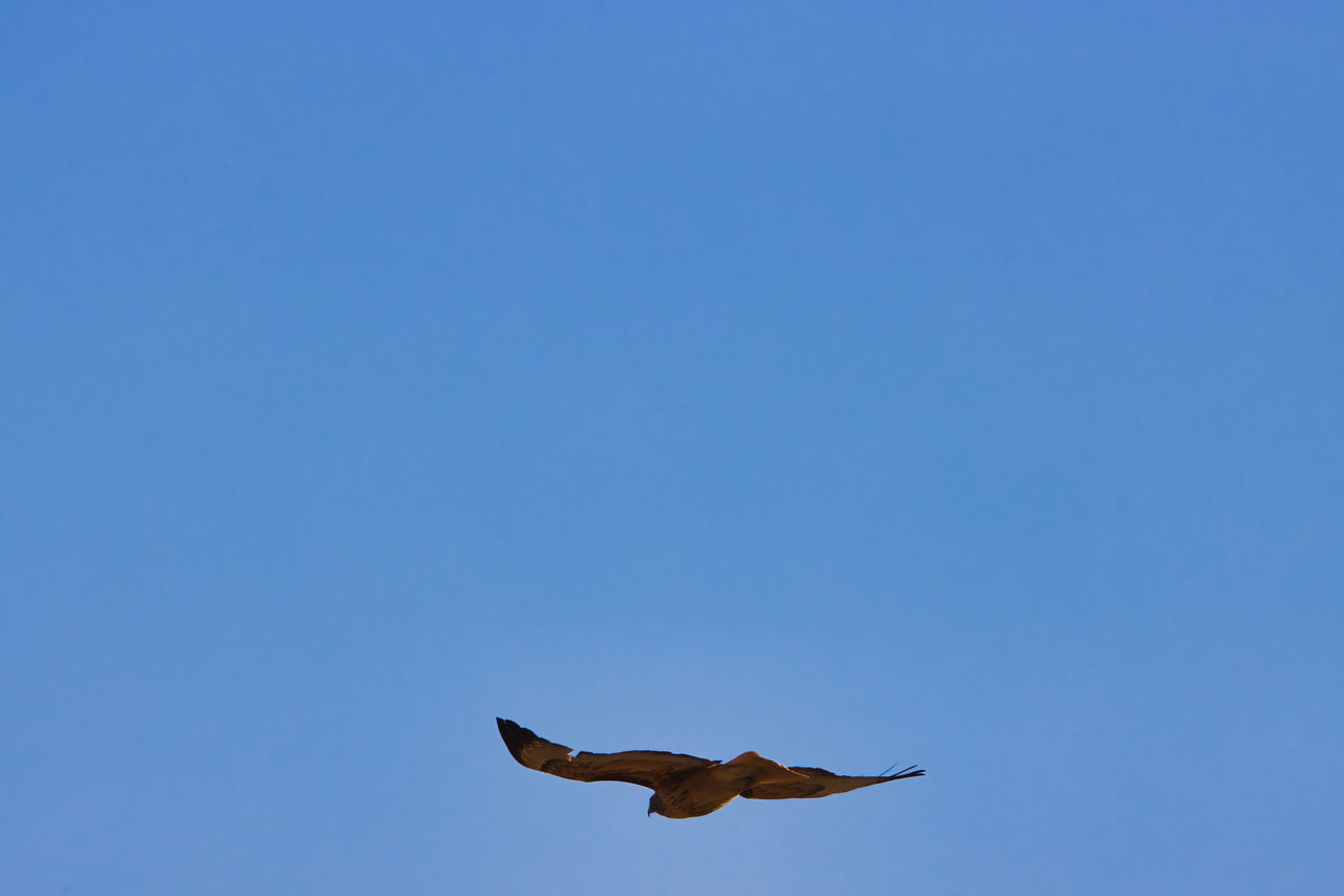 LOW ANGLE VIEW OF BIRD FLYING IN SKY