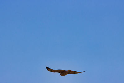 Low angle view of bird flying against blue sky