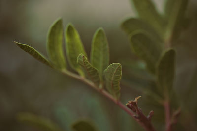 Close-up of plant growing on field