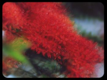 Close-up of red flowers