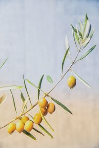 Close-up of fruit growing on plant