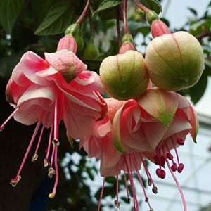 Close-up of red flowers