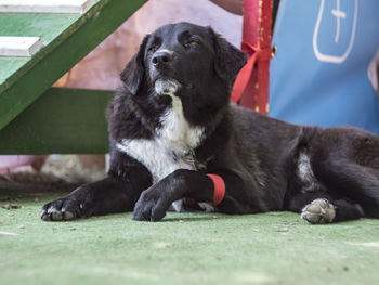 Close-up of black dog sitting on grass