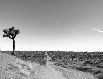 Desert landscape with joshua tree.