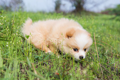 View of a dog on field