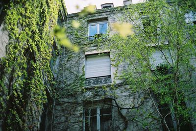 Low angle view of ivy growing on tree