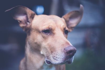 Close-up of dog looking away