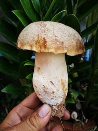 Close-up of hand holding mushroom