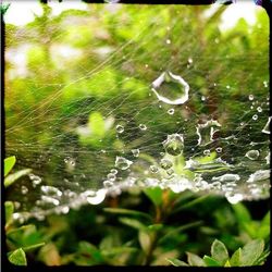 Close-up of water drops on leaf