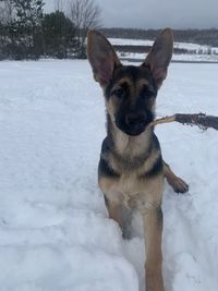 My puppy playing with a stick