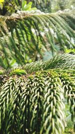 Close-up of fresh green plants in forest