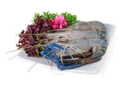High angle view of purple flower on white background