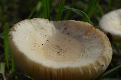 Close-up of mushroom growing outdoors