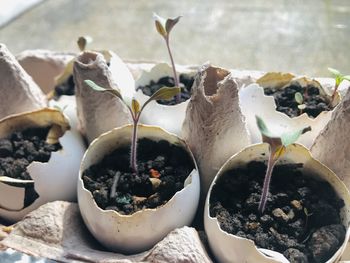 Close-up of potted plant