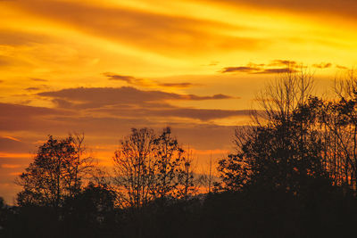 Silhouette plants against dramatic sky during sunset