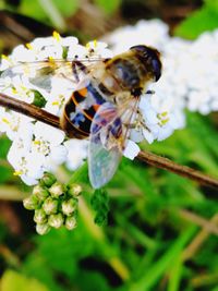 Close-up of bee on flower