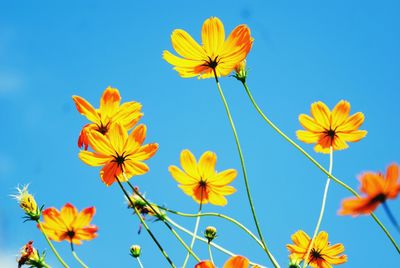 Low angle view of yellow cosmos flowers against clear blue sky