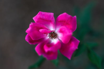 Close-up of bee on pink flower