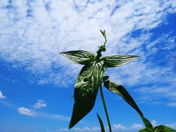 Low angle view of flowering plant against sky