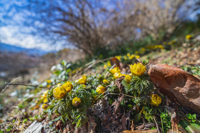 Close-up of flowers