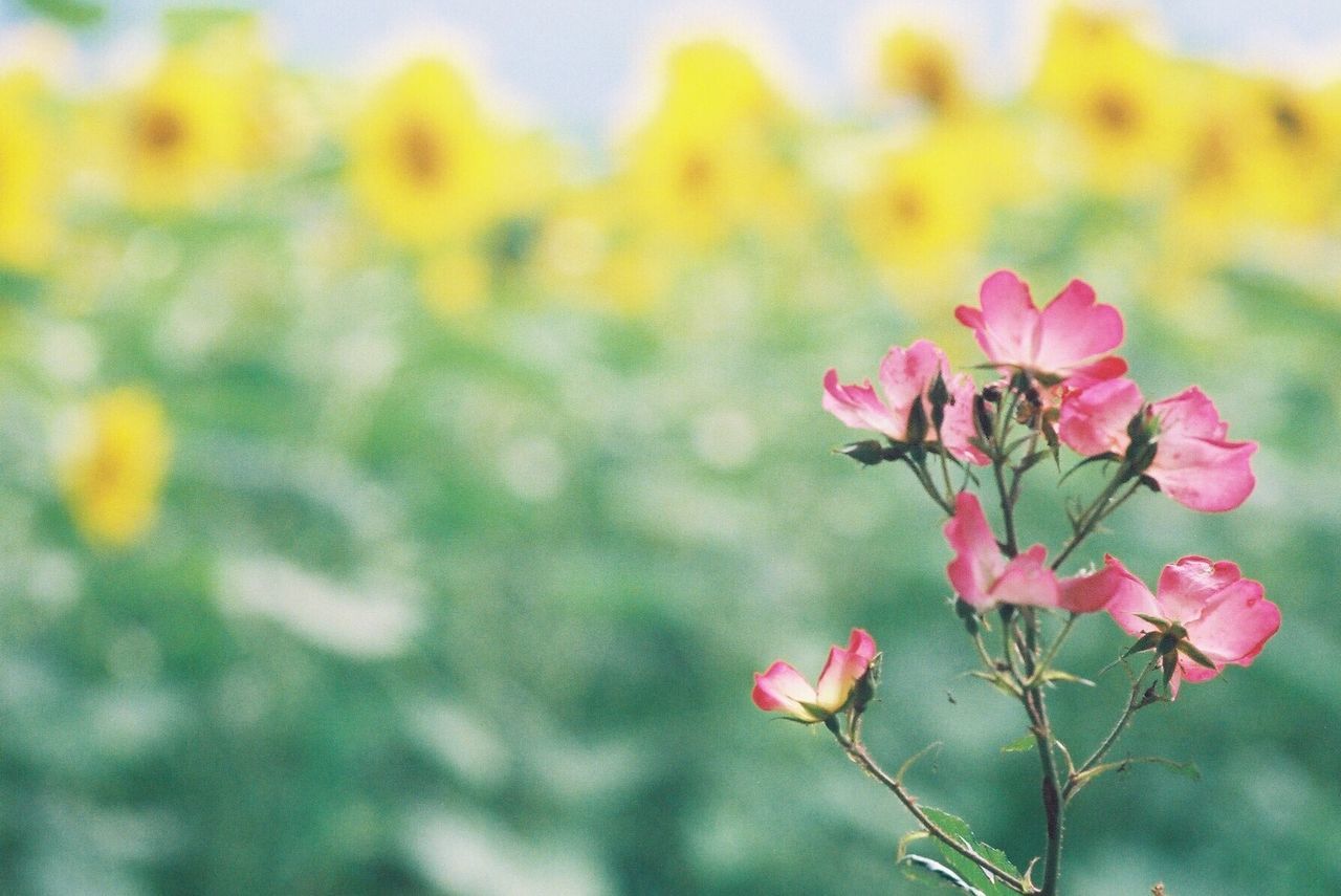 flower, freshness, growth, fragility, petal, focus on foreground, beauty in nature, nature, plant, blooming, close-up, stem, flower head, in bloom, selective focus, pink color, bud, blossom, day, outdoors, no people, botany, sky, tranquility, growing, twig, scenics