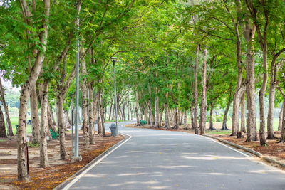 Walkway amidst trees in park