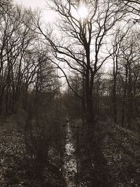 Bare trees in forest against sky