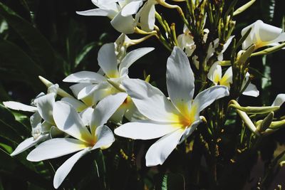 Close-up of white flowers blooming outdoors