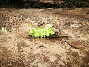 High angle view of plant growing on field